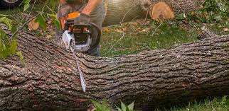 Best Tree and Shrub Care  in Bangor, WI