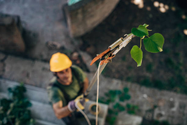 Best Hazardous Tree Removal  in Bangor, WI