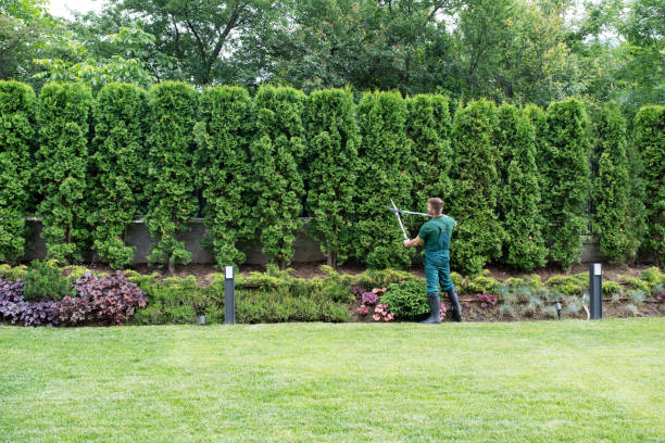  Bangor, WI Tree Services Pros