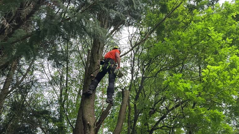 Best Utility Line Clearance  in Bangor, WI