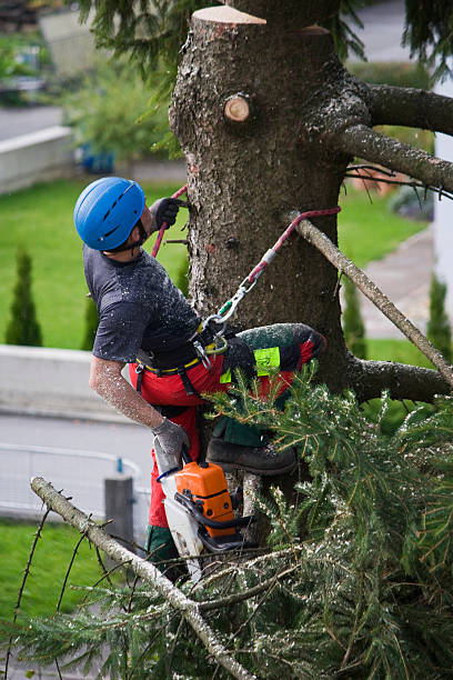 Best Emergency Tree Removal  in Bangor, WI