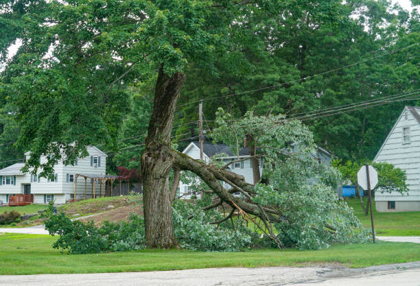 How Our Tree Care Process Works  in  Bangor, WI