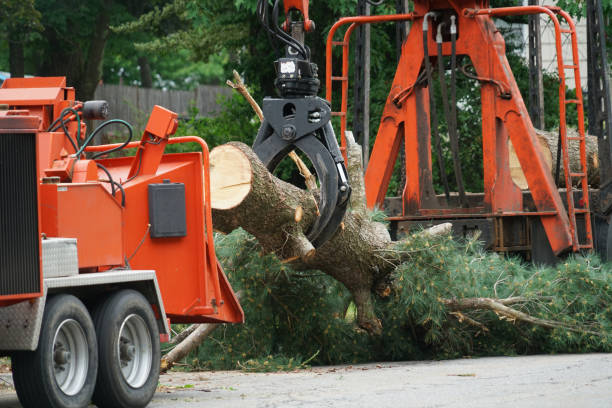 Trusted Bangor, WI Tree Care  Experts